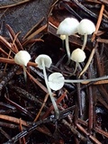 Hemimycena lactea image