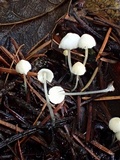 Hemimycena lactea image