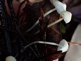 Hemimycena lactea image