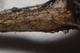 Hemimycena lactea image