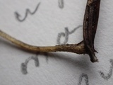 Hemimycena lactea image