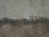 Hemimycena lactea image