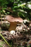 Tylopilus badiceps image