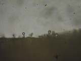 Hemimycena lactea image