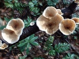 Stereum striatum image