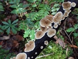 Stereum striatum image