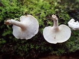 Panellus pusillus image