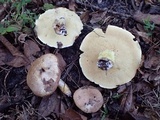Suillus brevipes image