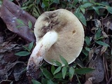 Suillus brevipes image