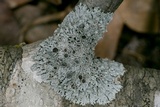 Physcia pumilior image
