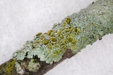 Myelochroa galbina image