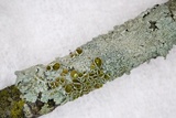 Myelochroa galbina image