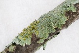 Myelochroa galbina image