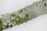 Myelochroa galbina image