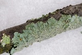 Myelochroa galbina image
