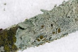 Myelochroa galbina image