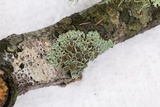 Physcia pumilior image