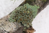 Physcia pumilior image