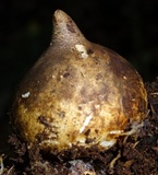 Blumenavia rhacodes image