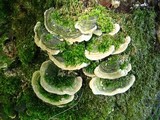 Cerrena unicolor image