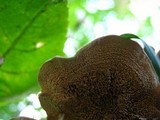 Cerrena unicolor image