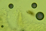 Antrodiella semisupina image