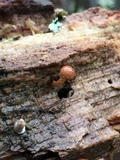 Flammulaster muricatus image