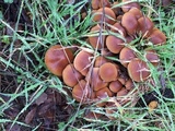 Psathyrella piluliformis image