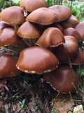Psathyrella piluliformis image