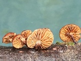 Phaeomarasmius erinaceus image