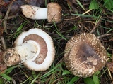 Agaricus deardorffensis image