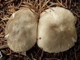Volvariella murinella image