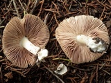 Volvariella murinella image