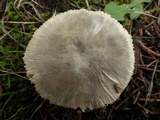Volvariella murinella image