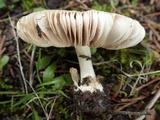 Volvariella murinella image