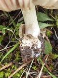 Volvariella murinella image
