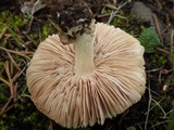 Volvariella murinella image