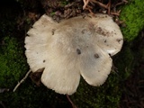 Volvariella murinella image