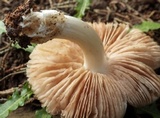 Volvariella murinella image