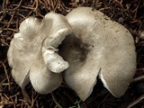 Volvariella murinella image