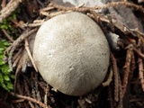 Volvariella murinella image