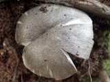 Volvariella murinella image