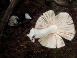 Volvariella murinella image