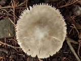Volvariella murinella image