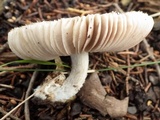 Volvariella murinella image