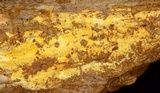 Ceriporia spissa image