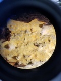 Ceriporia spissa image