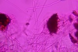 Ceriporia spissa image