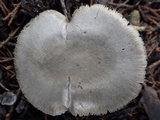 Volvariella murinella image
