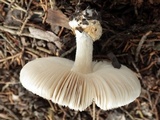 Volvariella murinella image